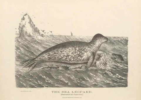 Reproducción/Reproduction 41202826051: The mammals of Australia :. Sydney :Thomas Richards, government printer,1871.. 