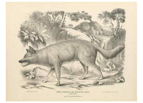 Reproducción/Reproduction 40488397614: The mammals of Australia :. Sydney :Thomas Richards, government printer,1871.. 