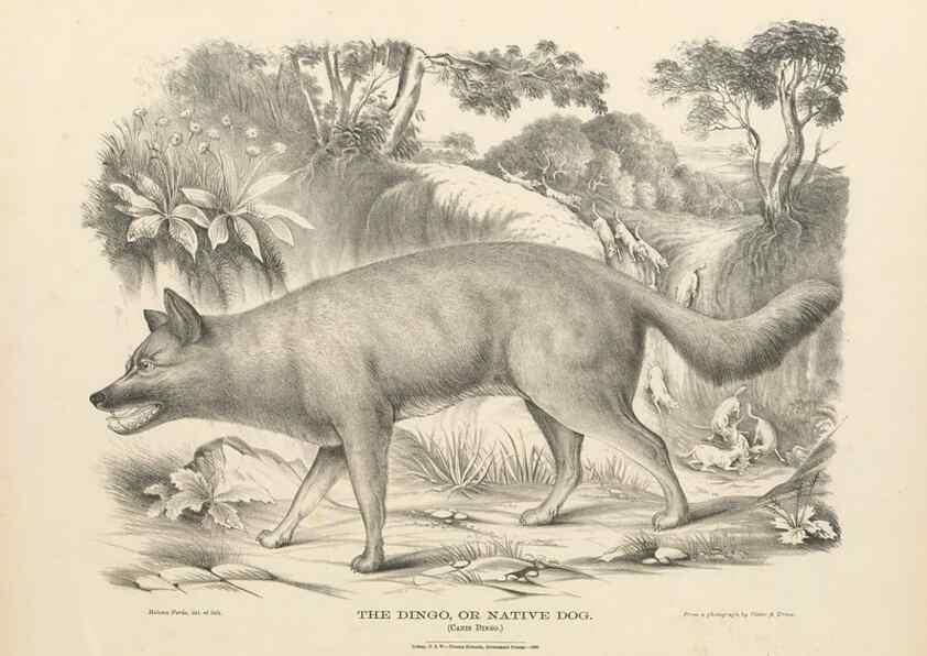 Reproducción/Reproduction 40488397614: The mammals of Australia :. Sydney :Thomas Richards, government printer,1871.. 