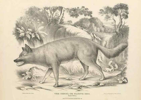 Reproducción/Reproduction 40488397614: The mammals of Australia :. Sydney :Thomas Richards, government printer,1871.. 