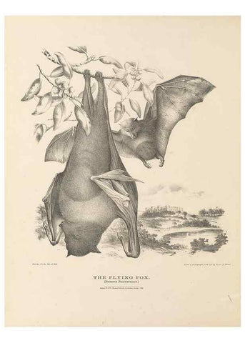 Reproducción/Reproduction 41157556032: The mammals of Australia :. Sydney :Thomas Richards, government printer,1871.. 