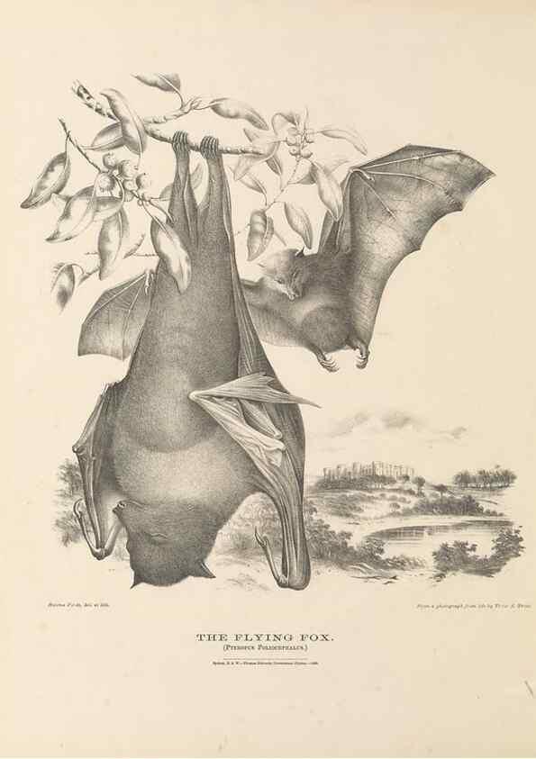 Reproducción/Reproduction 41157556032: The mammals of Australia :. Sydney :Thomas Richards, government printer,1871.. 