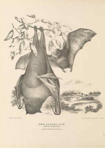 Reproducción/Reproduction 41157556032: The mammals of Australia :. Sydney :Thomas Richards, government printer,1871.. 