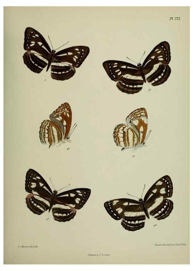 Reproducción/Reproduction 40410341084: Lepidoptera indica.. London,1890-1913.. 
