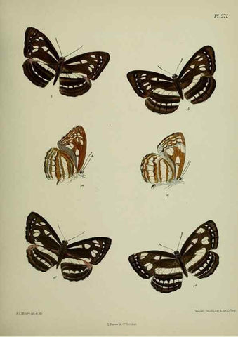 Reproducción/Reproduction 40410341084: Lepidoptera indica.. London,1890-1913.. 