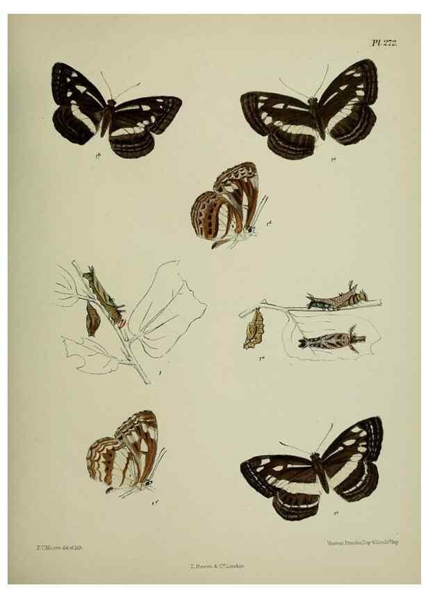 Reproducción/Reproduction 40226302535: Lepidoptera indica.. London,1890-1913.. 