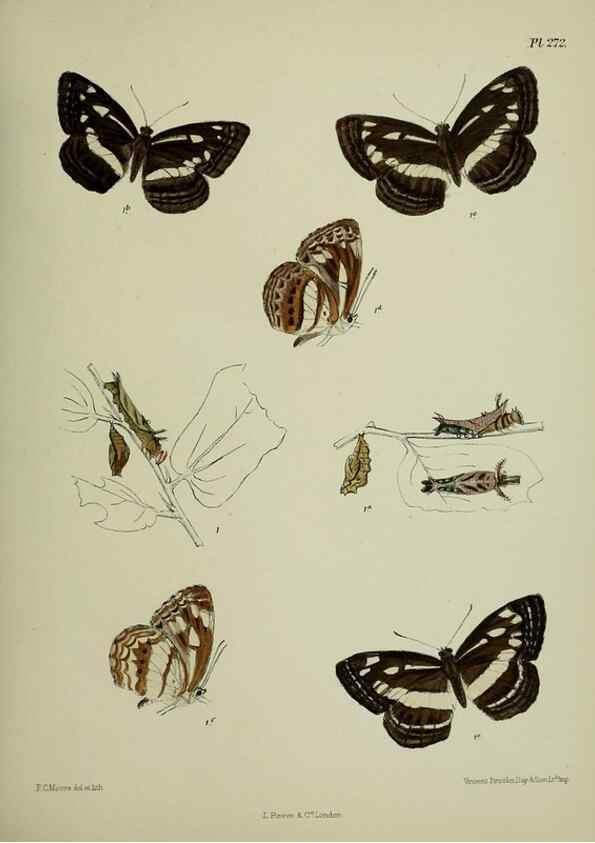 Reproducción/Reproduction 40226302535: Lepidoptera indica.. London,1890-1913.. 