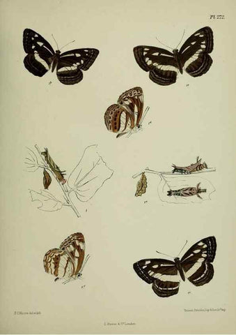 Reproducción/Reproduction 40226302535: Lepidoptera indica.. London,1890-1913.. 