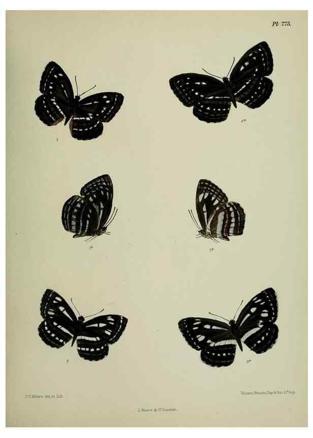 Reproducción/Reproduction 39312162690: Lepidoptera indica.. London,1890-1913.. 