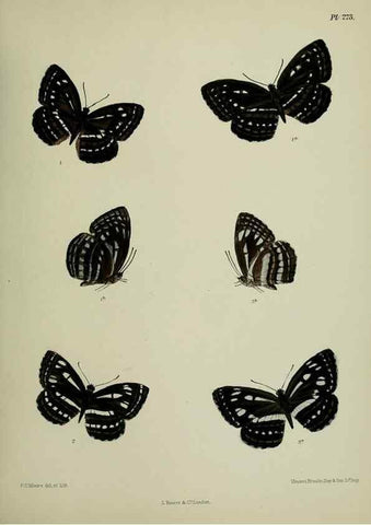 Reproducción/Reproduction 39312162690: Lepidoptera indica.. London,1890-1913.. 