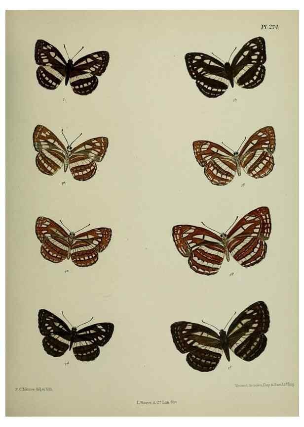 Reproducción/Reproduction 40226307945: Lepidoptera indica.. London,1890-1913.. 