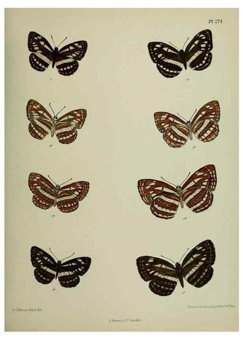 Reproducción/Reproduction 40226307945: Lepidoptera indica.. London,1890-1913.. 