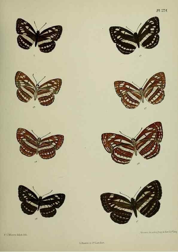 Reproducción/Reproduction 40226307945: Lepidoptera indica.. London,1890-1913.. 