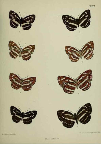 Reproducción/Reproduction 40226307945: Lepidoptera indica.. London,1890-1913.. 