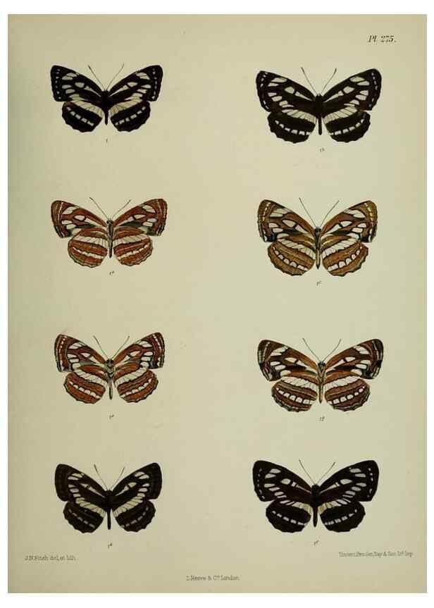Reproducción/Reproduction 39312168410: Lepidoptera indica.. London,1890-1913.. 