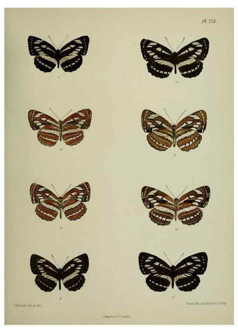 Reproducción/Reproduction 39312168410: Lepidoptera indica.. London,1890-1913.. 