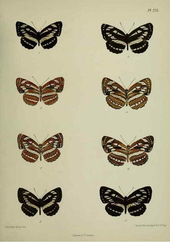 Reproducción/Reproduction 39312168410: Lepidoptera indica.. London,1890-1913.. 