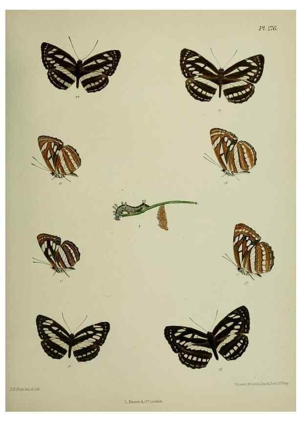Reproducción/Reproduction 39312170530: Lepidoptera indica.. London,1890-1913.. 