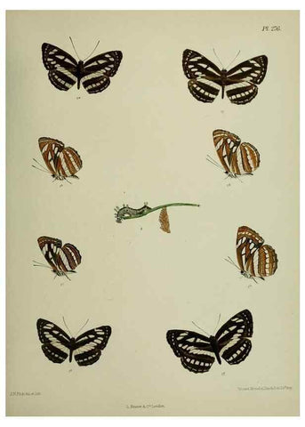 Reproducción/Reproduction 39312170530: Lepidoptera indica.. London,1890-1913.. 