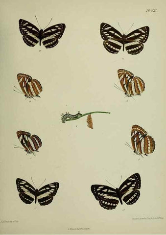 Reproducción/Reproduction 39312170530: Lepidoptera indica.. London,1890-1913.. 