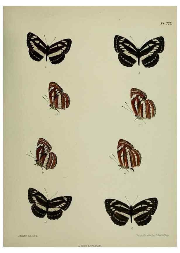 Reproducción/Reproduction 26249733637: Lepidoptera indica.. London,1890-1913.. 