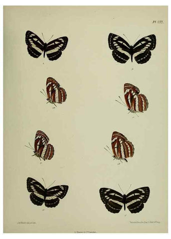 Reproducción/Reproduction 26249733637: Lepidoptera indica.. London,1890-1913.. 