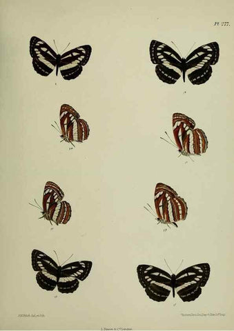 Reproducción/Reproduction 26249733637: Lepidoptera indica.. London,1890-1913.. 