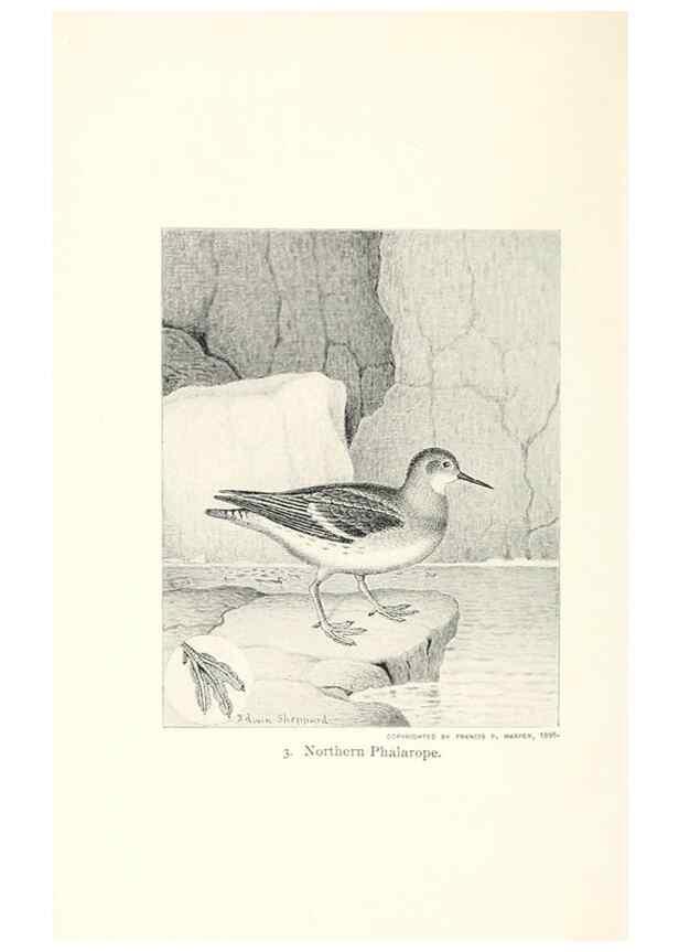 Reproducción/Reproduction 26479454577: North American shore birds;. New York :F.P. Harper,1895.. 