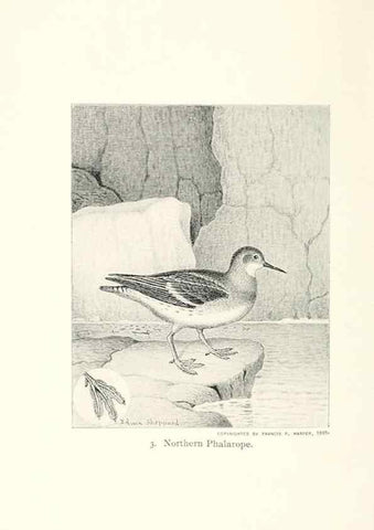 Reproducción/Reproduction 26479454577: North American shore birds;. New York :F.P. Harper,1895.. 