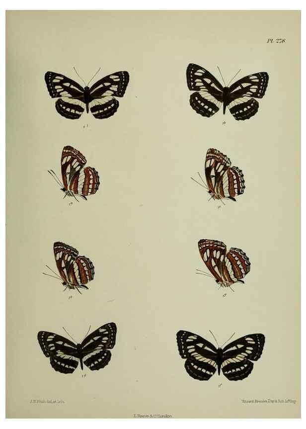 Reproducción/Reproduction 26249737067: Lepidoptera indica.. London,1890-1913.. 