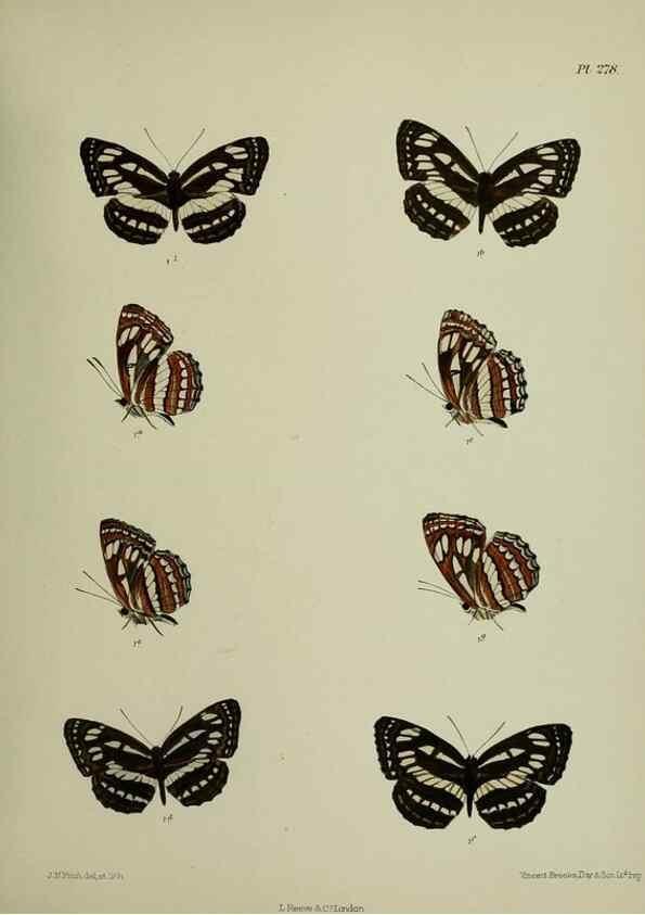 Reproducción/Reproduction 26249737067: Lepidoptera indica.. London,1890-1913.. 