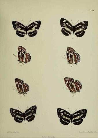 Reproducción/Reproduction 26249737067: Lepidoptera indica.. London,1890-1913.. 