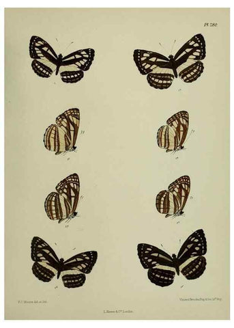 Reproducción/Reproduction 40410356854: Lepidoptera indica.. London,1890-1913.. 