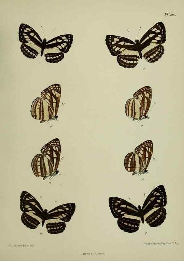 Reproducción/Reproduction 40410356854: Lepidoptera indica.. London,1890-1913.. 