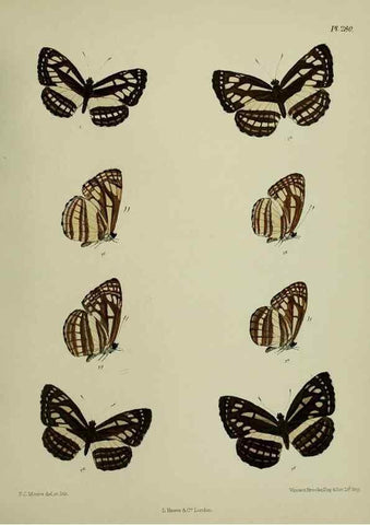 Reproducción/Reproduction 40410356854: Lepidoptera indica.. London,1890-1913.. 