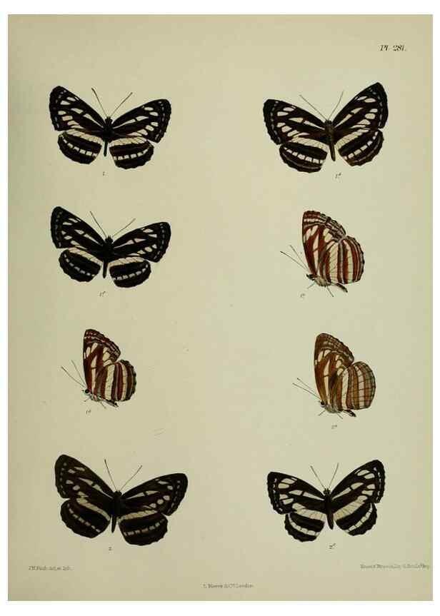 Reproducción/Reproduction 26249742847: Lepidoptera indica.. London,1890-1913.. 
