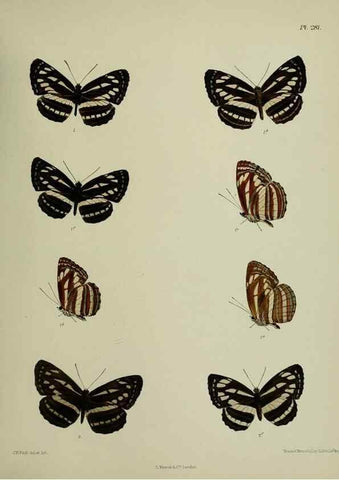 Reproducción/Reproduction 26249742847: Lepidoptera indica.. London,1890-1913.. 
