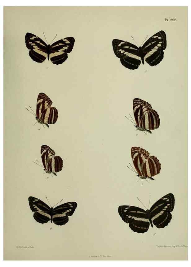 Reproducción/Reproduction 41077694522: Lepidoptera indica.. London,1890-1913.. 