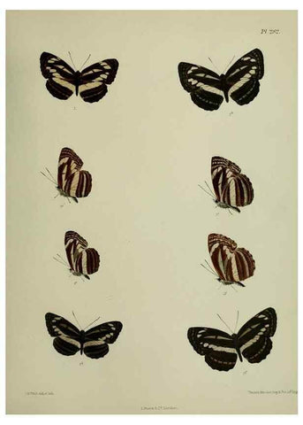 Reproducción/Reproduction 41077694522: Lepidoptera indica.. London,1890-1913.. 