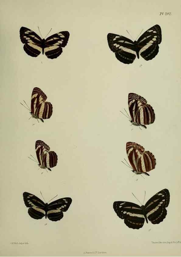 Reproducción/Reproduction 41077694522: Lepidoptera indica.. London,1890-1913.. 