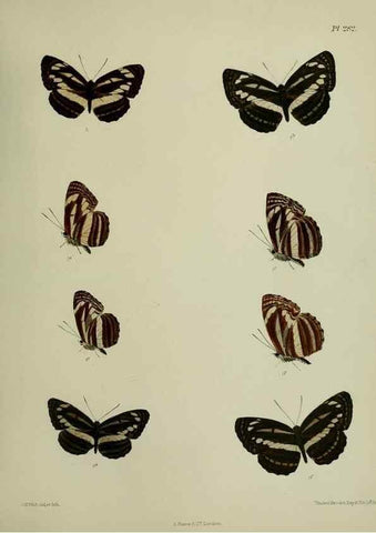 Reproducción/Reproduction 41077694522: Lepidoptera indica.. London,1890-1913.. 