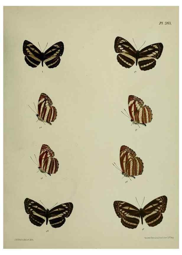Reproducción/Reproduction 40410362244: Lepidoptera indica.. London,1890-1913.. 