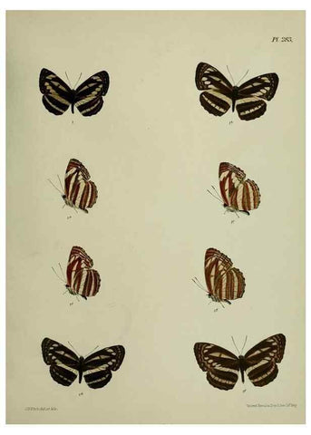Reproducción/Reproduction 40410362244: Lepidoptera indica.. London,1890-1913.. 