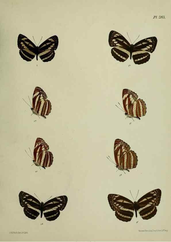 Reproducción/Reproduction 40410362244: Lepidoptera indica.. London,1890-1913.. 