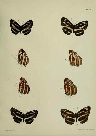 Reproducción/Reproduction 40410362244: Lepidoptera indica.. London,1890-1913.. 
