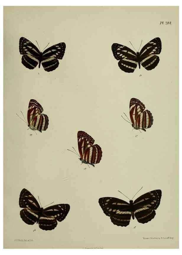 Reproducción/Reproduction 27248163908: Lepidoptera indica.. London,1890-1913.. 