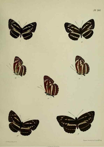 Reproducción/Reproduction 27248163908: Lepidoptera indica.. London,1890-1913.. 