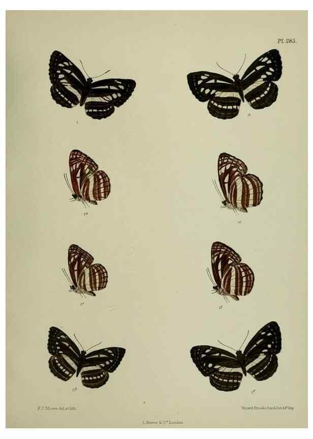 Reproducción/Reproduction 27248166258: Lepidoptera indica.. London,1890-1913.. 