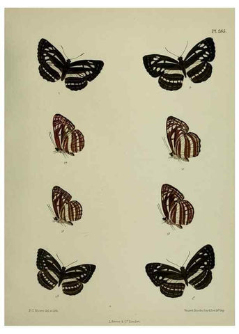 Reproducción/Reproduction 27248166258: Lepidoptera indica.. London,1890-1913.. 