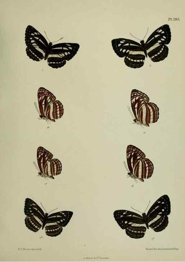 Reproducción/Reproduction 27248166258: Lepidoptera indica.. London,1890-1913.. 